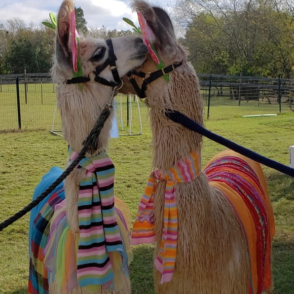 Meet your Posher, Kristin - Picture 9 of 14